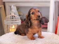 Miniature_Dachshund_1937