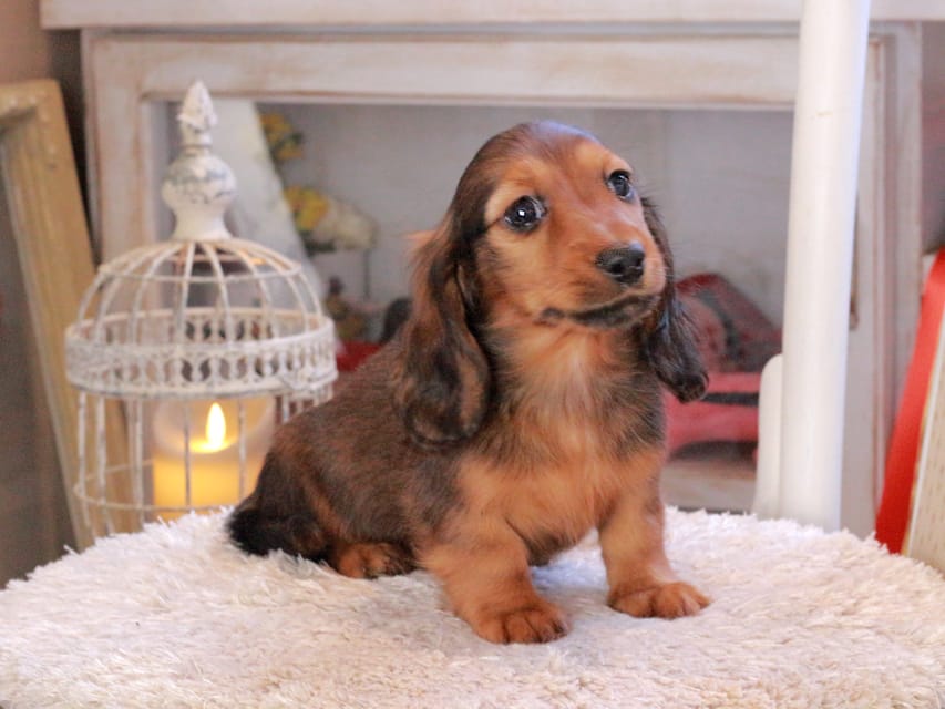 ミニチュアダックスフンド ひまわり&フレディーの子犬 レッド 男の子（1）