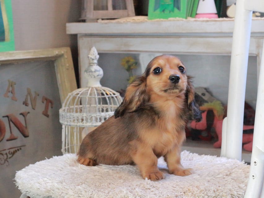 ミニチュアダックスフンド ひまわり&フレディーの子犬 レッド 男の子（3）