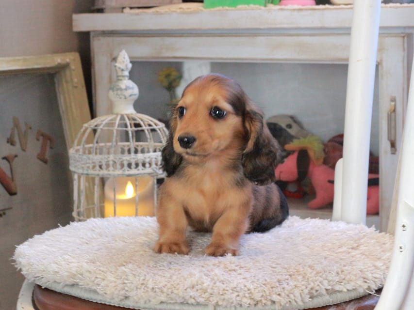 ミニチュアダックスフンド ひまわり&フレディーの子犬 レッド 男の子（3）