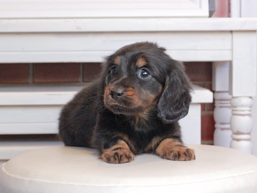 ミニチュアダックスフンド メイプル&デンゼルの子犬 ブラタン 男の子