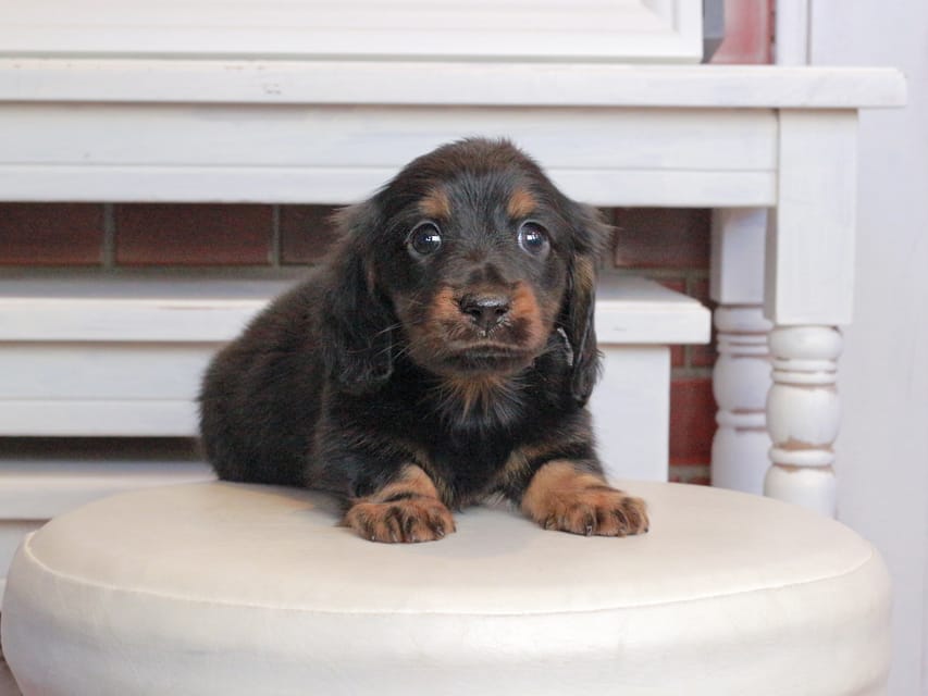 ミニチュアダックスフンド メイプル&デンゼルの子犬 ブラタン 男の子