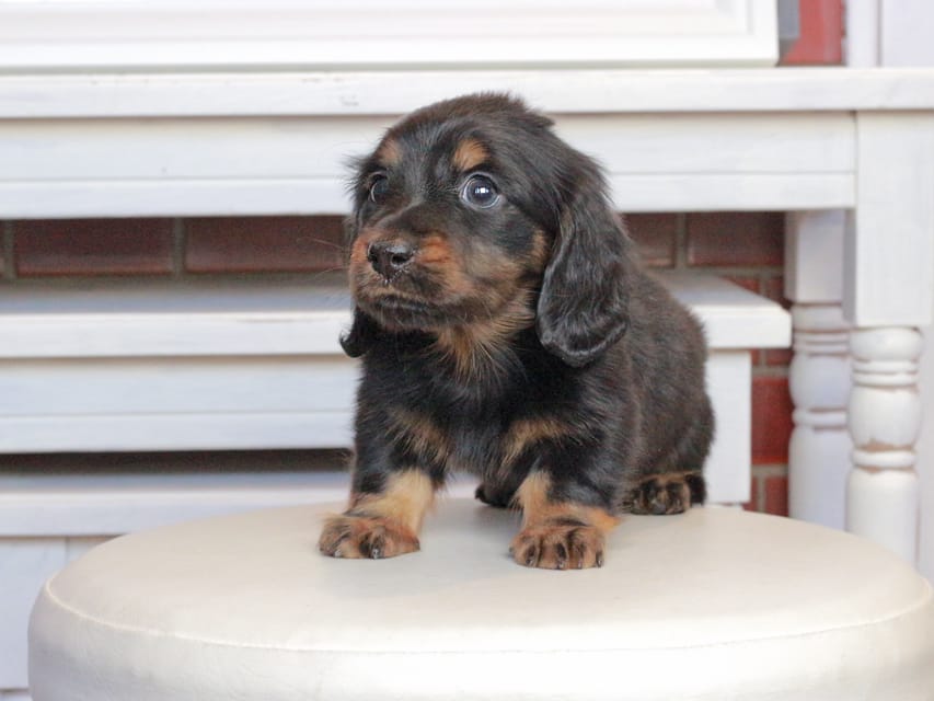 ミニチュアダックスフンド メイプル&デンゼルの子犬 ブラタン 男の子