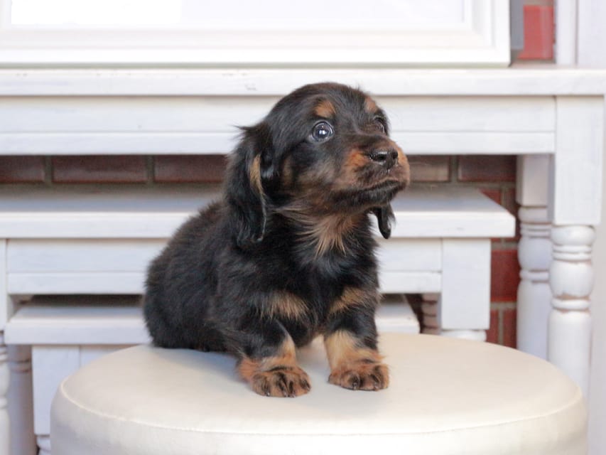 ミニチュアダックスフンド メイプル&デンゼルの子犬 ブラタン 男の子