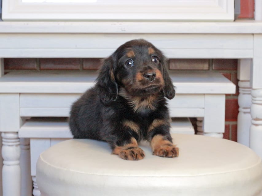 ミニチュアダックスフンド メイプル&デンゼルの子犬 ブラタン 男の子