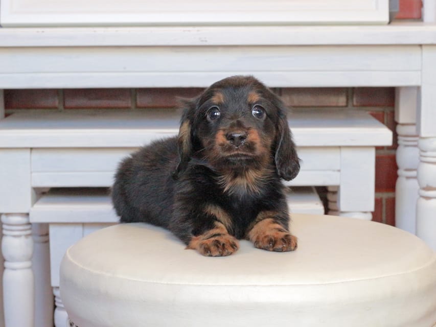 ミニチュアダックスフンド メイプル&デンゼルの子犬 ブラタン 男の子