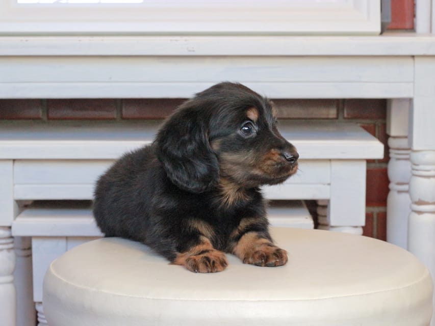 ミニチュアダックスフンド メイプル&デンゼルの子犬 ブラタン 男の子