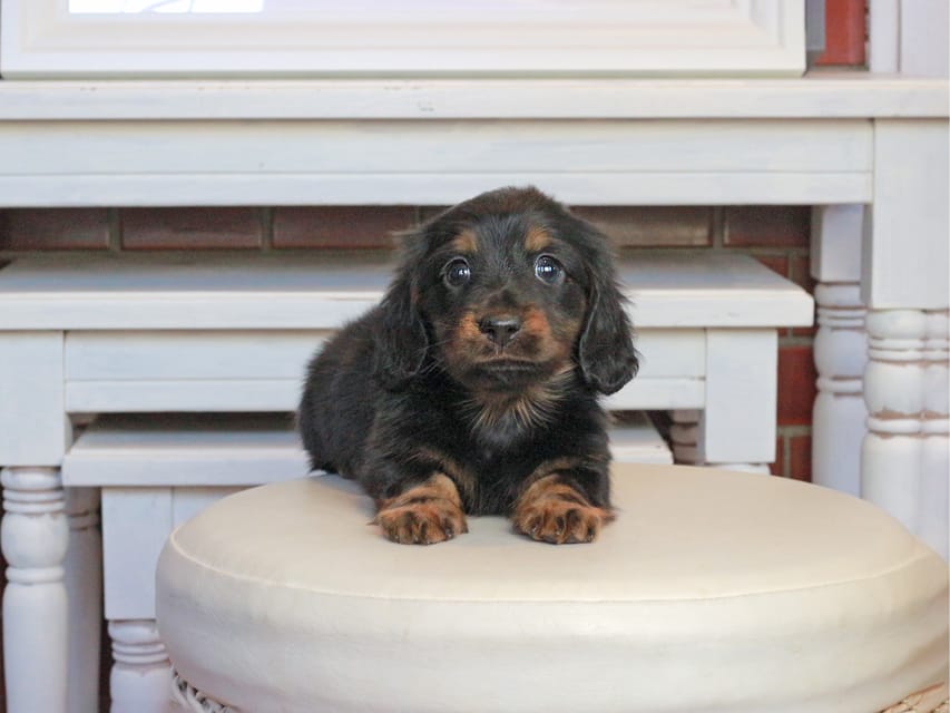 ミニチュアダックスフンド メイプル&デンゼルの子犬 ブラタン 男の子
