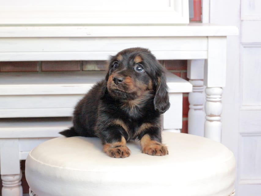 ミニチュアダックスフンド メイプル&デンゼルの子犬 ブラタン 男の子