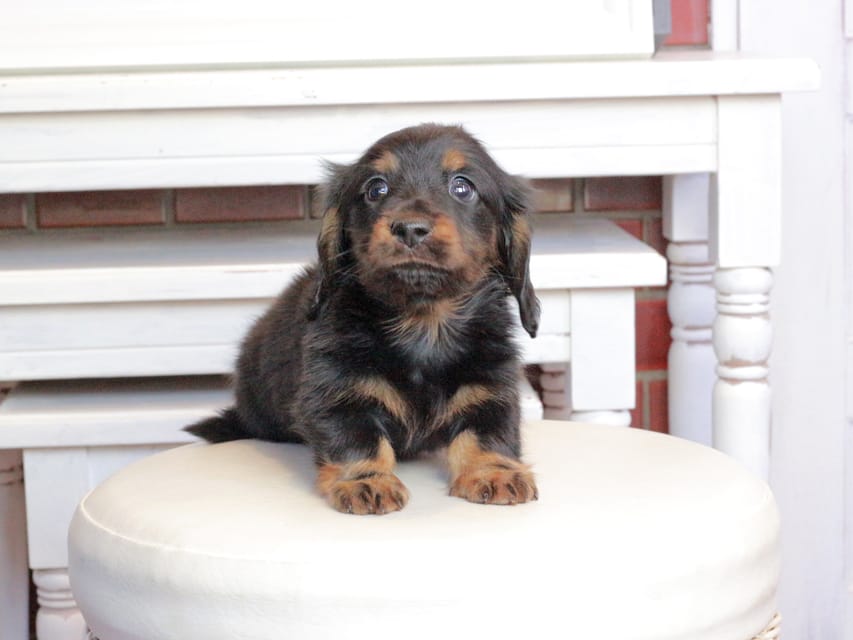 ミニチュアダックスフンド メイプル&デンゼルの子犬 ブラタン 男の子