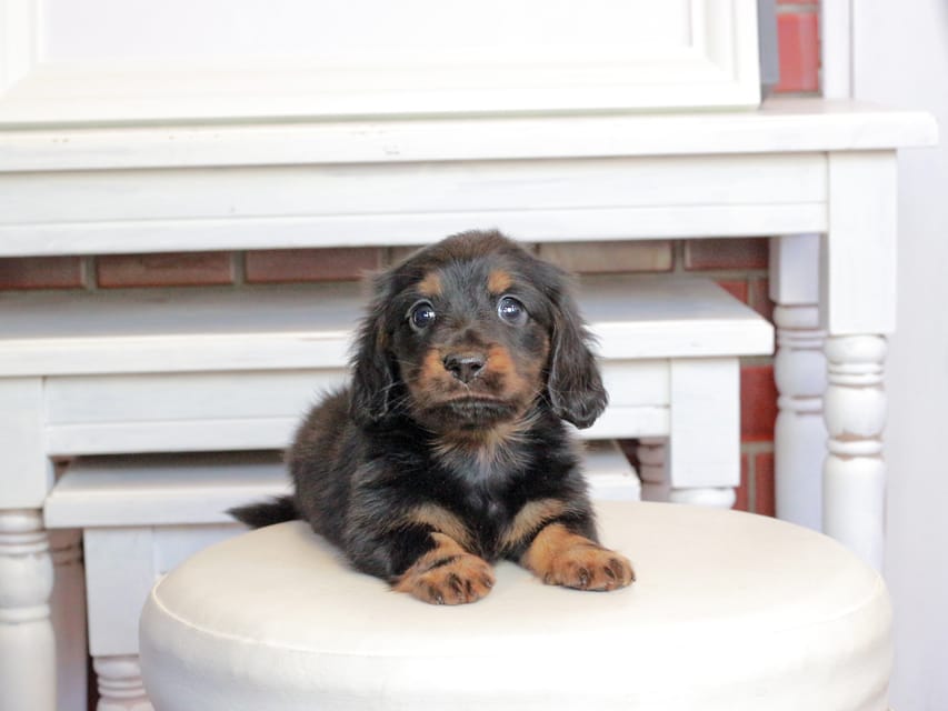 ミニチュアダックスフンド メイプル&デンゼルの子犬 ブラタン 男の子