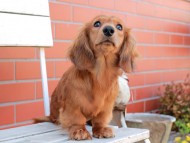 Miniature_Dachshund_2797