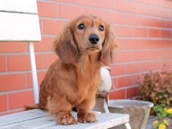 Miniature_Dachshund_2799