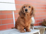 Miniature_Dachshund_2803