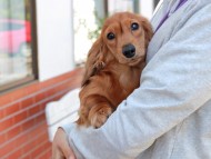 Miniature_Dachshund_2805