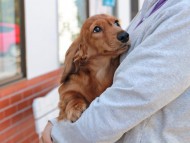 Miniature_Dachshund_2806