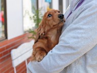 Miniature_Dachshund_2808