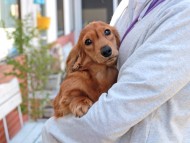 Miniature_Dachshund_2812
