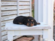 Miniature_Dachshund_2819