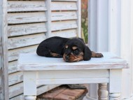 Miniature_Dachshund_2820