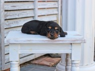 Miniature_Dachshund_2823
