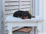 Miniature_Dachshund_2824