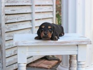 Miniature_Dachshund_2831