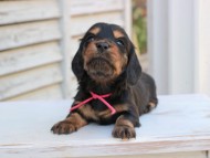 Miniature_Dachshund_2835