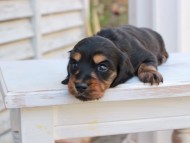 Miniature_Dachshund_2840