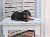Miniature_Dachshund_2846