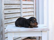 Miniature_Dachshund_2852