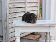 Miniature_Dachshund_2858