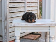 Miniature_Dachshund_2859