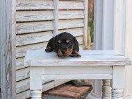 Miniature_Dachshund_2862
