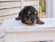 Miniature_Dachshund_2865