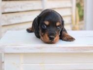 Miniature_Dachshund_2866