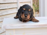 Miniature_Dachshund_2870