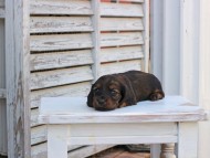 Miniature_Dachshund_2889
