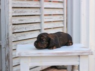 Miniature_Dachshund_2890