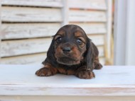 Miniature_Dachshund_2893