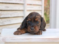 Miniature_Dachshund_2898