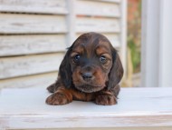 Miniature_Dachshund_2900