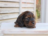 Miniature_Dachshund_2903