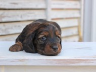 Miniature_Dachshund_2904