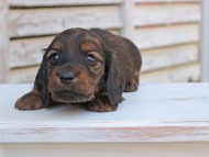 Miniature_Dachshund_2905