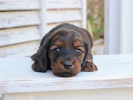 Miniature_Dachshund_2907