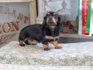 Miniature_Dachshund_3148 Miniature_Dachshund_3148