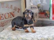 Miniature_Dachshund_3151 Miniature_Dachshund_3151