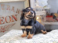 Miniature_Dachshund_3156 Miniature_Dachshund_3156