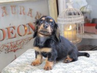 Miniature_Dachshund_3160
